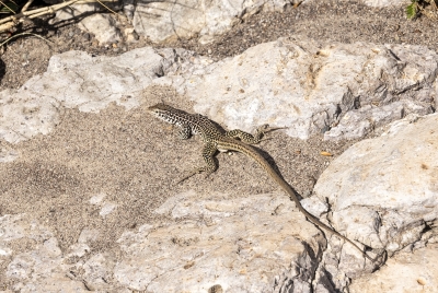Chihuahuan Spotted Whiptail 2023
